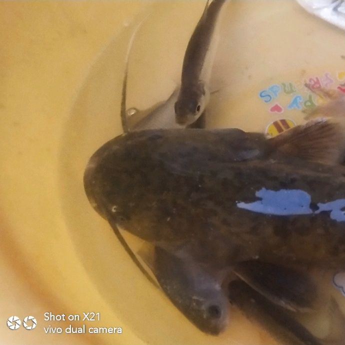 小7手游用户头像